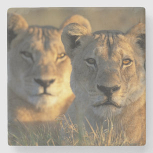 Botswana, Chobe-Nationalpark, Löwinnen Steinuntersetzer