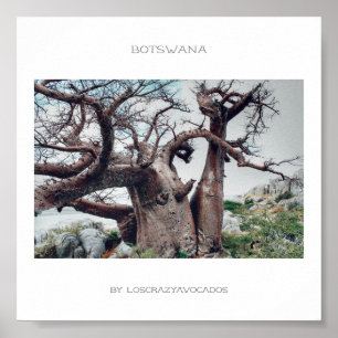 Botswana Kubu Island Baobab Reiseplakat Poster