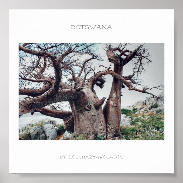 Botswana Kubu Island Baobab Reiseplakat Poster (Vorne)