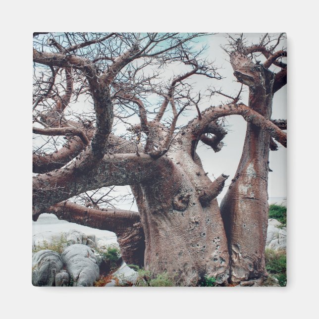 Botswana Kubu Island Baobab Tree Magnet (Vorne)