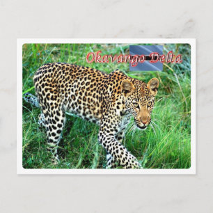 Botswana - Okavango-Delta - Postkarte