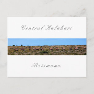 Botswana Oryx Animals Savannah Kalahari Landschaft Postkarte