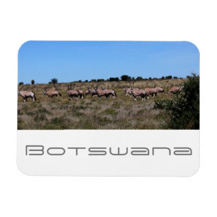 Botswana Oryx Animals Savannah Travel Magnet
