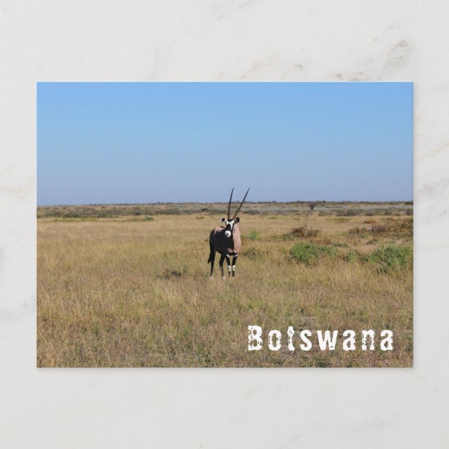 Botswana Oryx Wild Animals Savannah Landschaft Postkarte (Vorderseite)