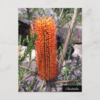 Bottle Brush Blume, Spring bush, Australien