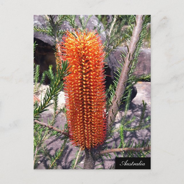 Bottle Brush Blume, Spring bush, Australien Postkarte (Vorderseite)