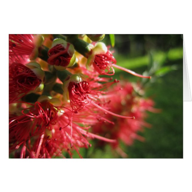 Bottlebrush Tendrils (Vorderseite (Horizontal))
