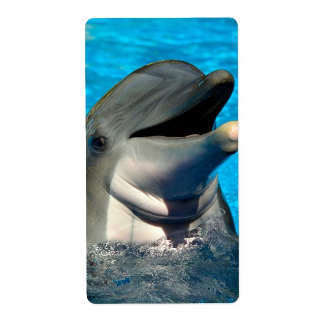 Bottlenose (Vorne)