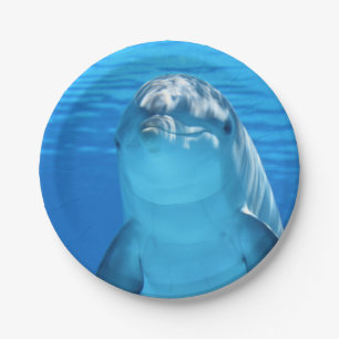 Bottlenose-Delphin betrachtet die Kamera unter Pappteller