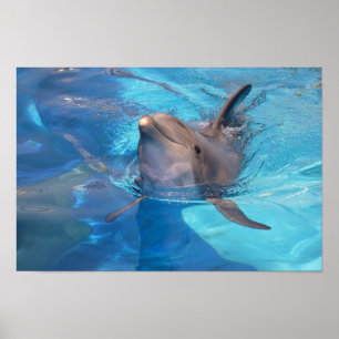 Bottlenose-Delphin Poster