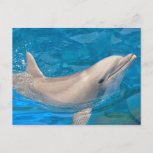 Bottlenose-Delphin Postkarte