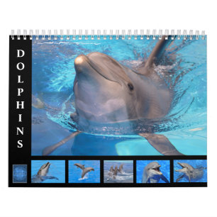 Bottlenose Delphine: 12 Monate Kalender