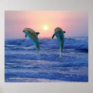 Bottlenose Dolphin bei Sonnenaufgang Poster