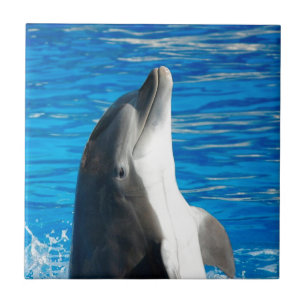 Bottlenose Dolphin Fliese