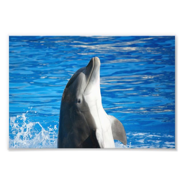 Bottlenose Dolphin Fotodruck (Vorne)