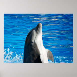 Bottlenose Dolphin Poster
