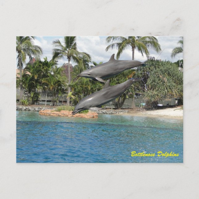 Bottlenose Dolphin Postkarte (Vorderseite)
