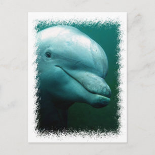 Bottlenose Dolphin Postkarte