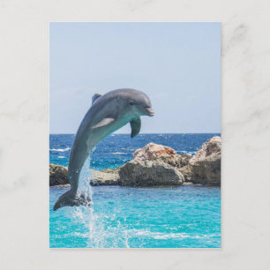 Bottlenose Dolphin Postkarte