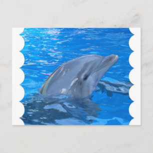Bottlenose Dolphin Postkarte