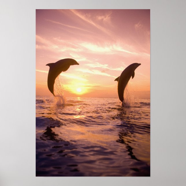 Bottlenose Dolphina (Tursiops truncatus) 8 Poster (Vorne)