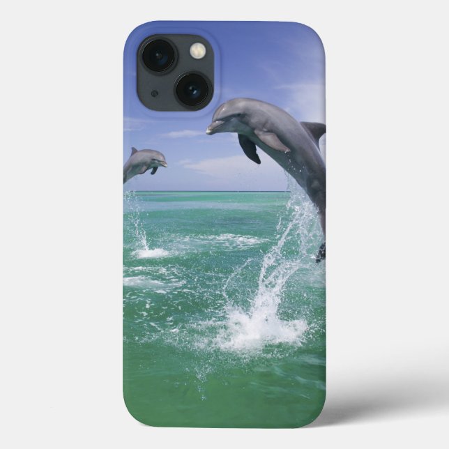 Bottlenose Dolphine (Tursiops truncatus) 4 Case-Mate iPhone Hülle (Rückseite)