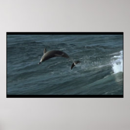 Bottlenose-Dolphinenposter Poster
