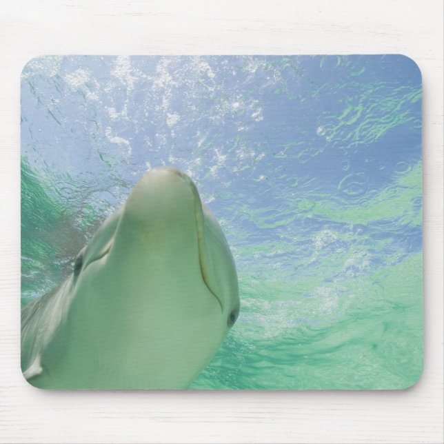 Bottlenose Dolphins Tursiops truncatus) Mousepad (Vorne)