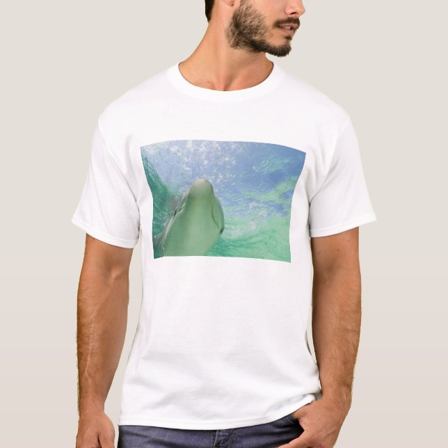 Bottlenose Dolphins Tursiops truncatus) T-Shirt (Vorderseite)