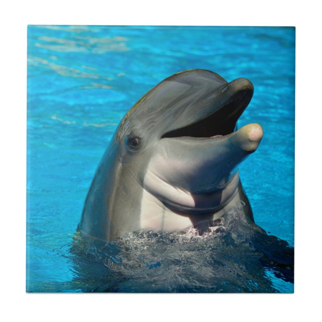 Bottlenose Fliese (Vorderseite)