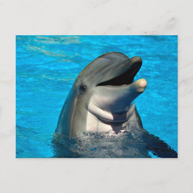 Bottlenose Postkarte (Vorderseite)