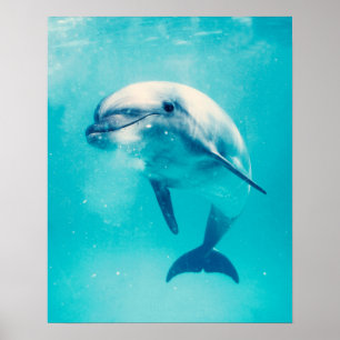 Bottlenosed Delphin Unterwasser Poster