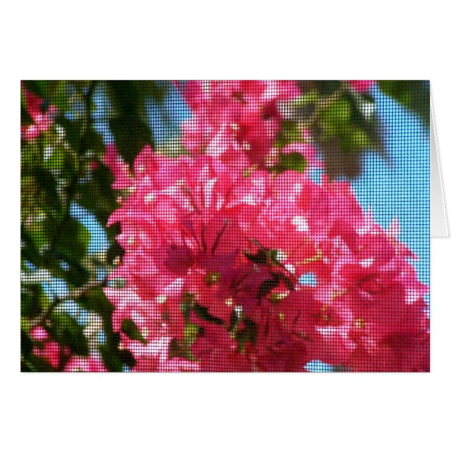 Bougainies Abounding (Vorderseite (Horizontal))