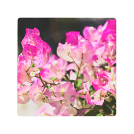 Bougainvillea
