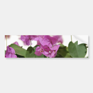 Bougainvillea Autoaufkleber