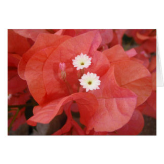 Bougainvillea-Blume