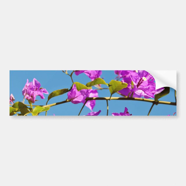 Bougainvillea-Blume Autoaufkleber (Vorne)