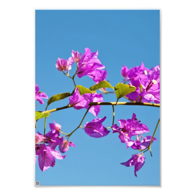 Bougainvillea-Blume Fotodruck (Vorne)