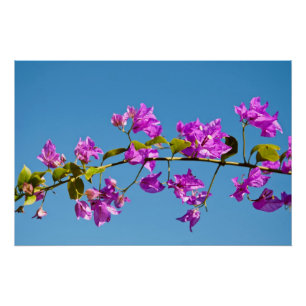 Bougainvillea-Blume Poster