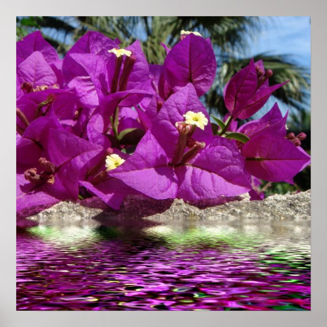 Bougainvillea Blume über Wasser Poster (Vorne)