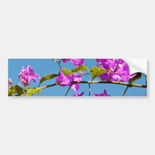 Bougainvillea-Blüten Autoaufkleber