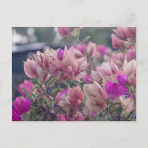 Bougainvillea-Blüten Feiertagspostkarte