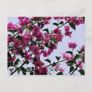Bougainvillea Branches Postcard Postkarte