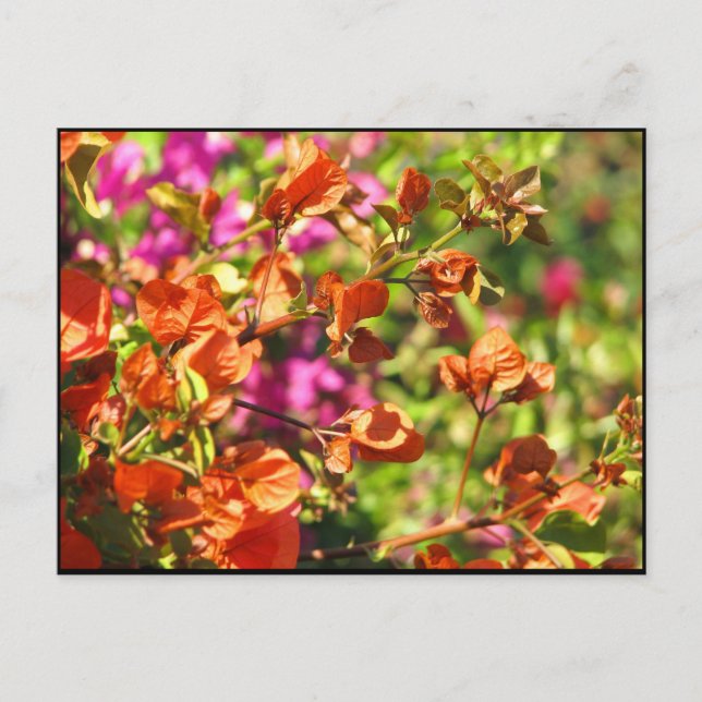 Bougainvillea Branches Postkarte (Vorderseite)