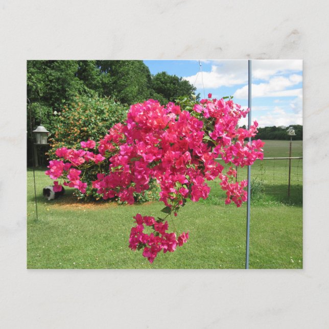 Bougainvillea in einem Korb Postkarte (Vorderseite)