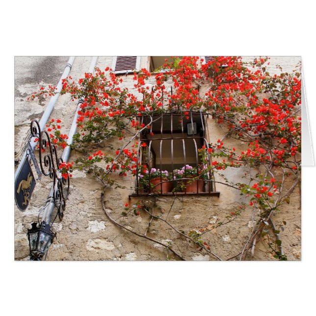 Bougainvillea in Window (Vorderseite (Horizontal))