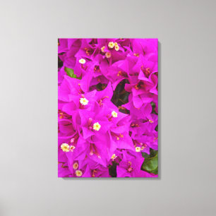 Bougainvillea Leinwanddruck