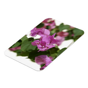 Bougainvillea Magnet