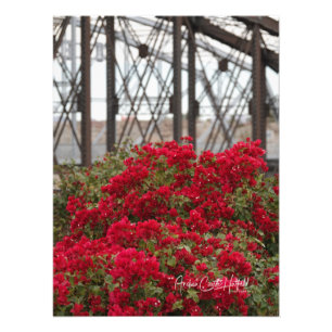 Bougainvillea & Ocean bis Ocean Bridge Fotodruck