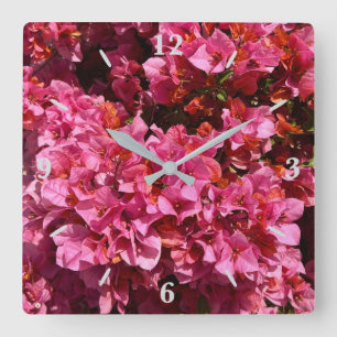 Bougainvillea Pink Tropical Vining Shrub Foto Quadratische Wanduhr
